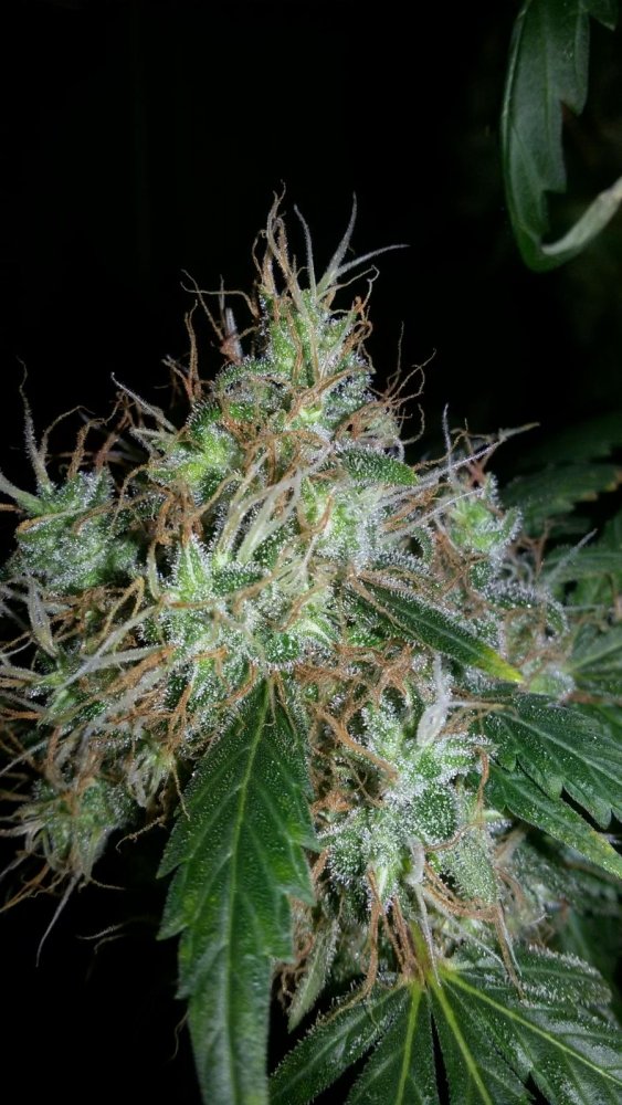 post-27273-0-74097300-1474135138_thumb.jpg