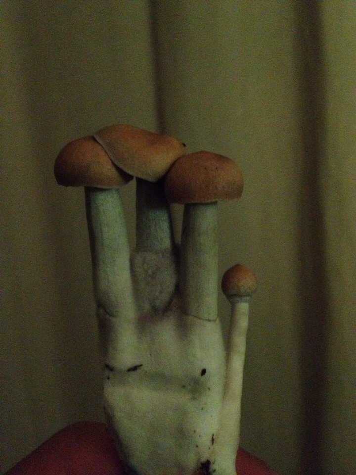 post-33275-0-43726900-1472770162_thumb.jpg