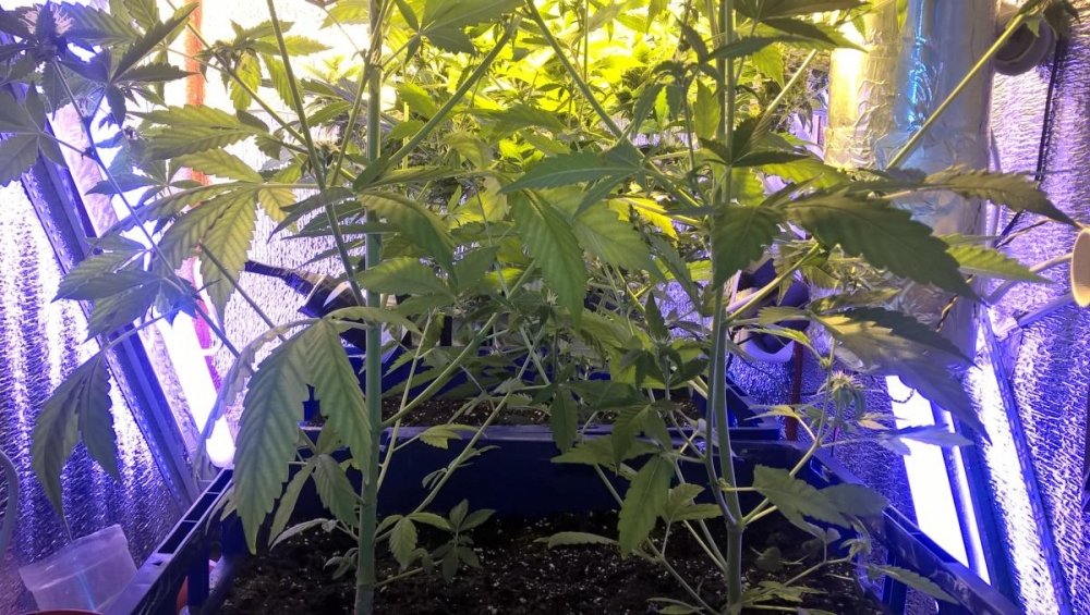 post-33428-0-96161500-1473229757_thumb.jpg