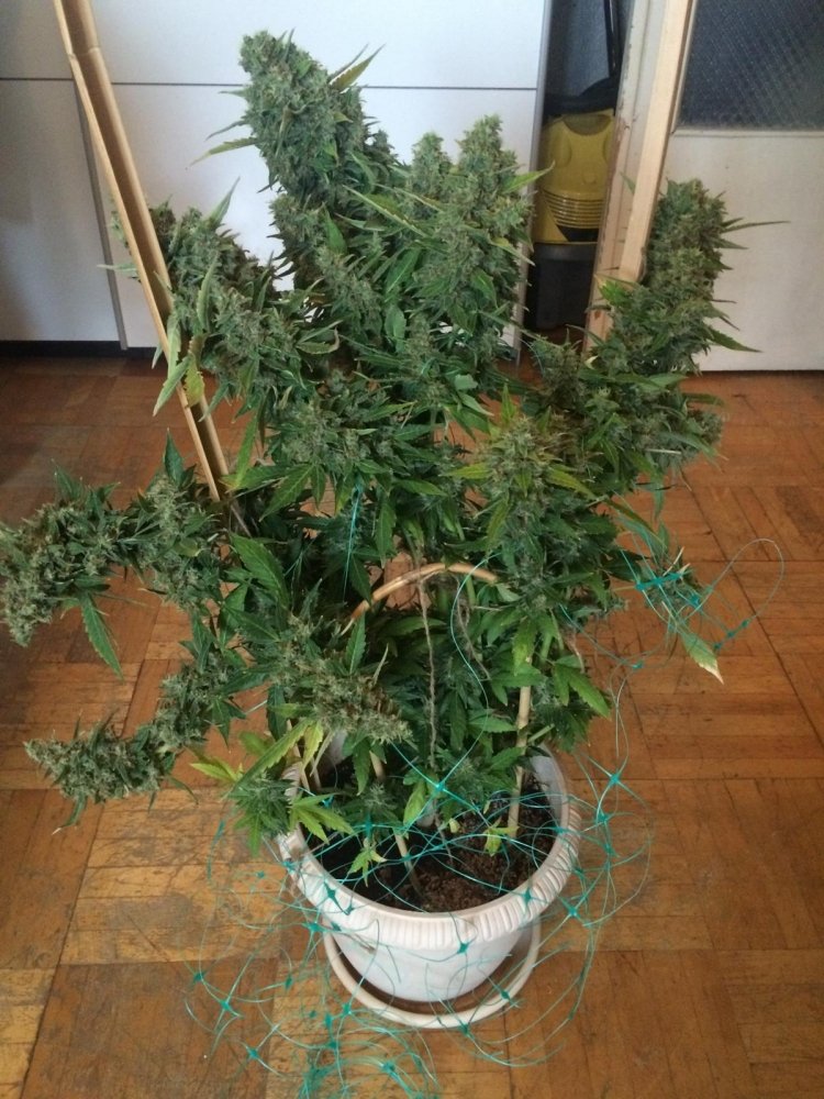 post-34589-0-20401600-1473143381_thumb.jpeg