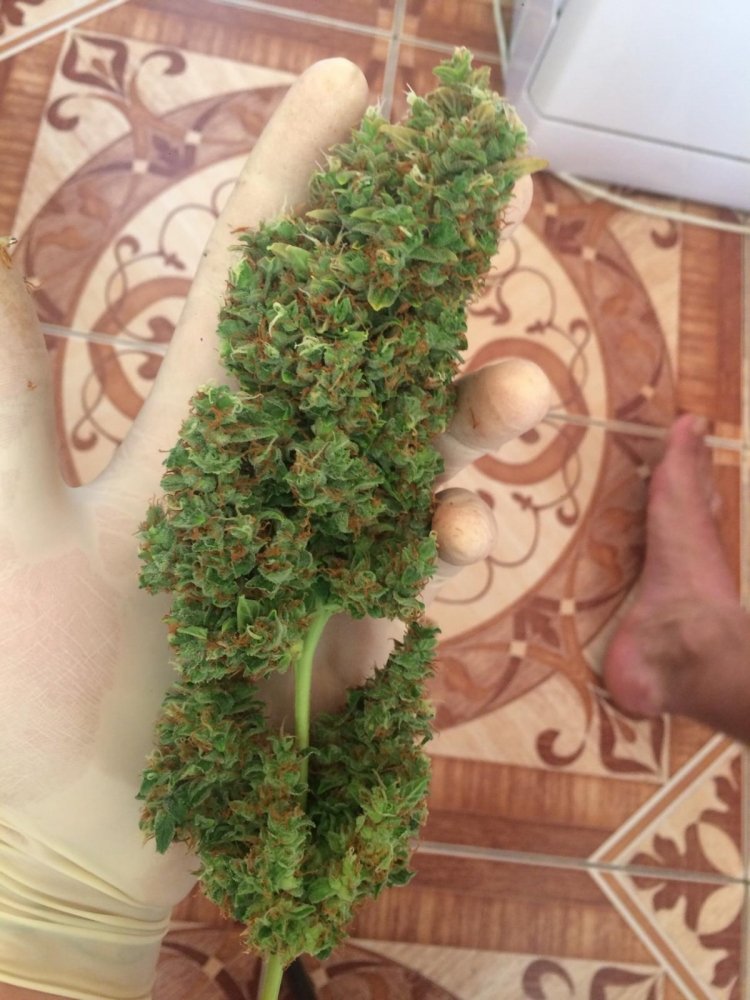 post-34589-0-34589400-1474802566_thumb.jpeg
