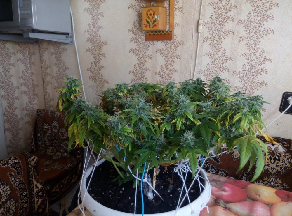 post-35657-0-99793200-1472963417_thumb.jpg
