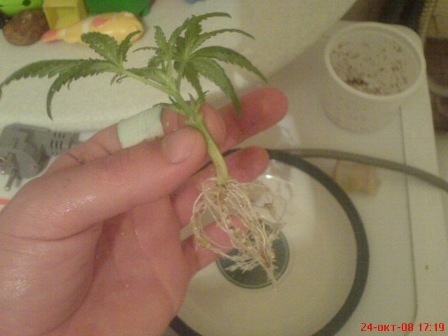 post-248-1225087551_thumb.jpg