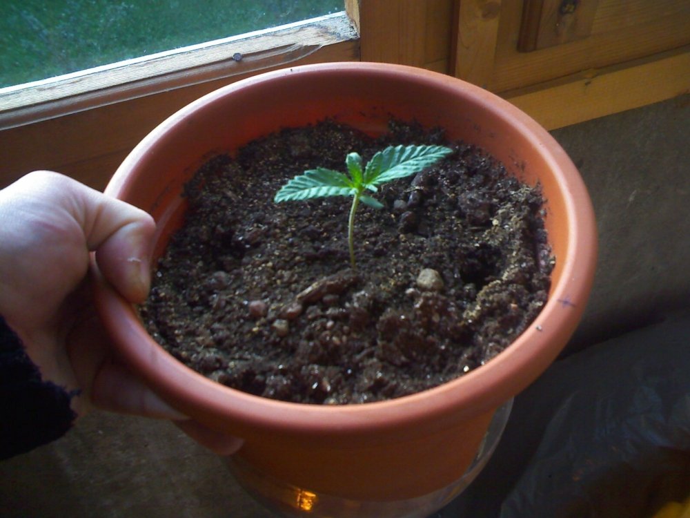 post-1301-1255106400_thumb.jpg
