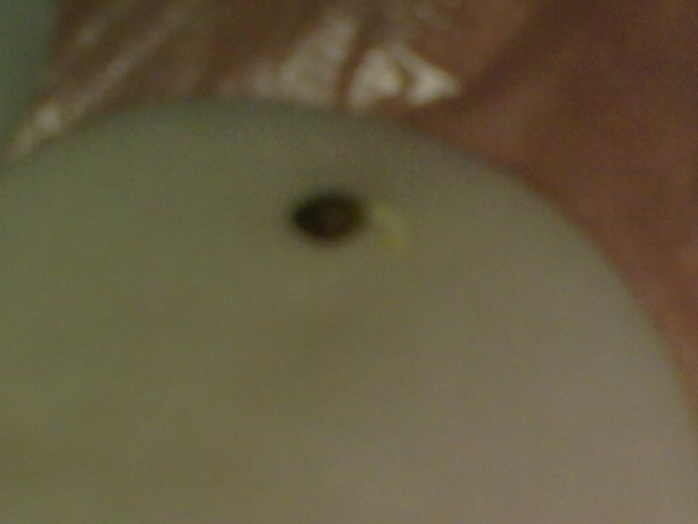 post-1526-1256479858_thumb.jpg