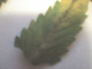 post-997-1255215213_thumb.jpg