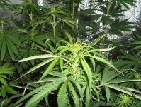 post-3833-1319495356,0166_thumb.jpg