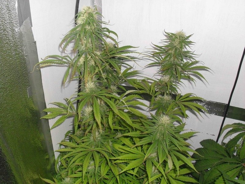 post-12490-0-13990200-1350833571_thumb.jpg