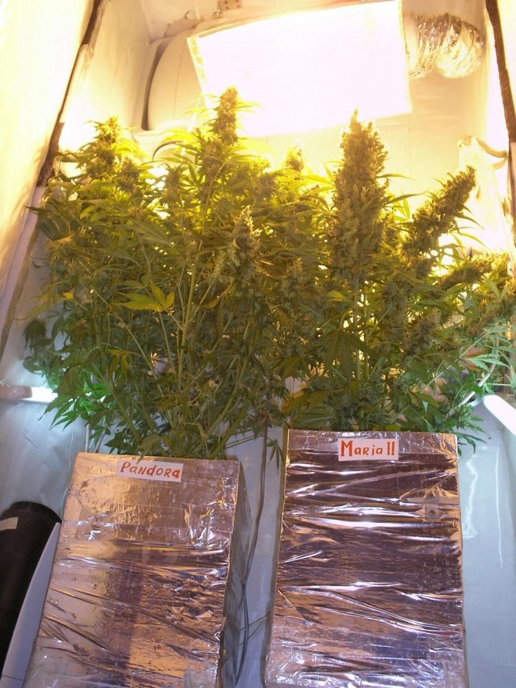 post-14821-0-20065000-1380971996_thumb.jpg