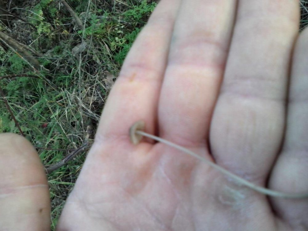 post-17253-0-05775700-1383016911_thumb.jpg