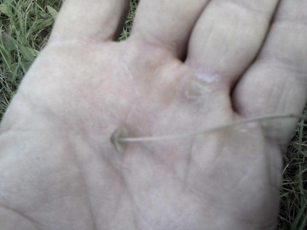 post-17253-0-16714800-1383016803_thumb.jpg
