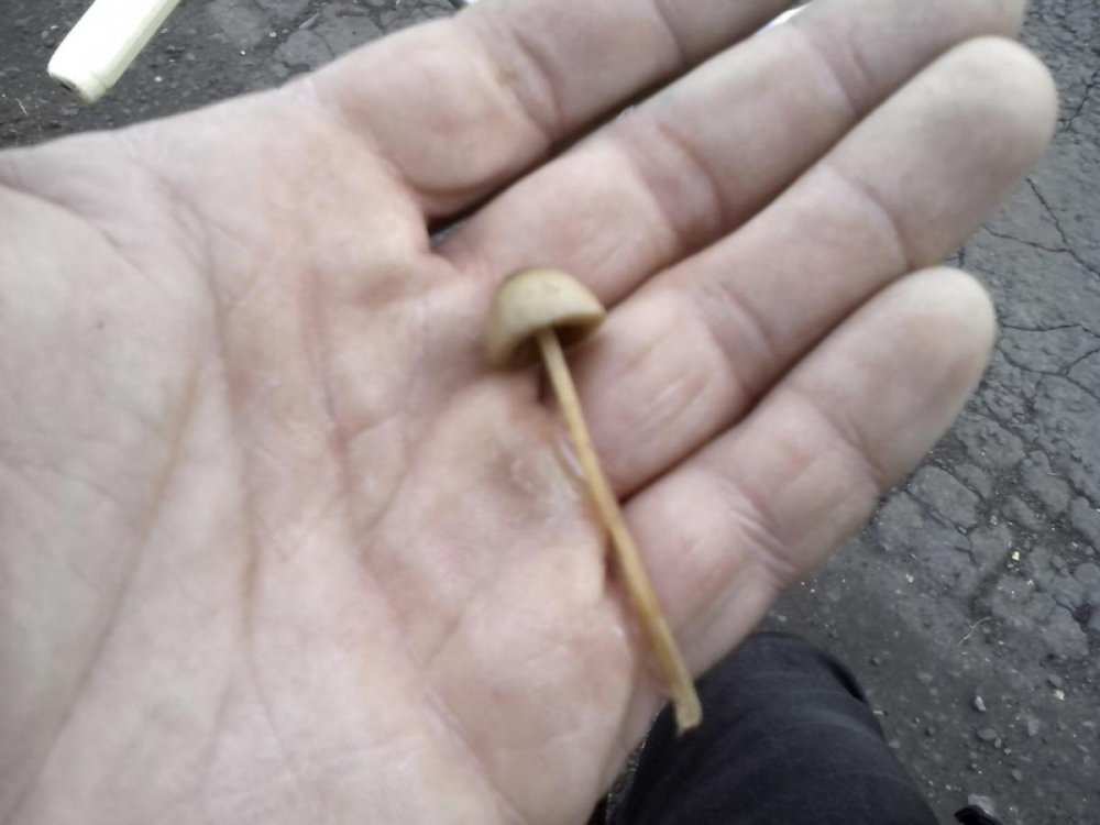 post-17253-0-63748400-1383035390_thumb.jpg