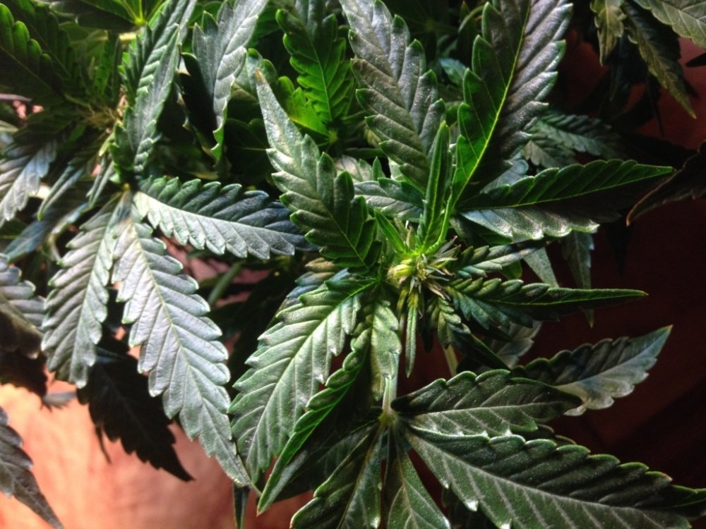 post-21854-0-84655100-1413300258_thumb.jpg