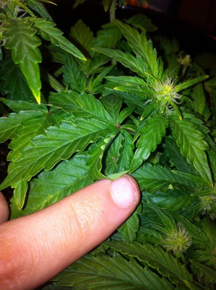 post-22551-0-69213400-1414078178_thumb.jpg