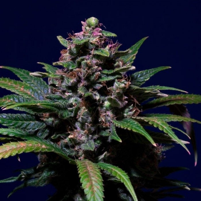 sweet-purple.jpg