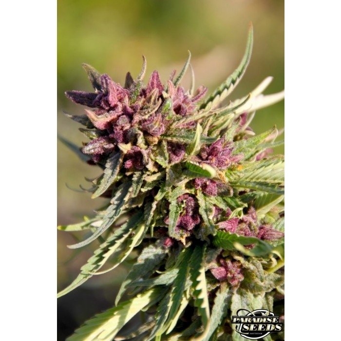 paradise_seeds_sweet-purple-4.jpg