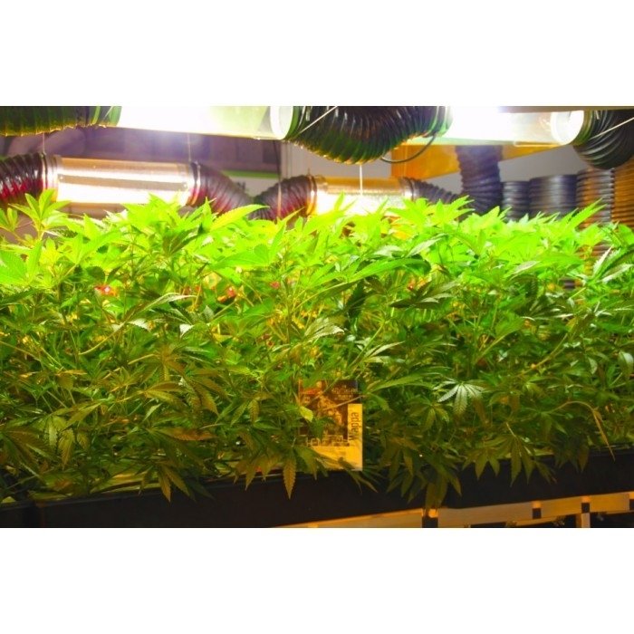 paradise_seeds_wappa-4.jpg
