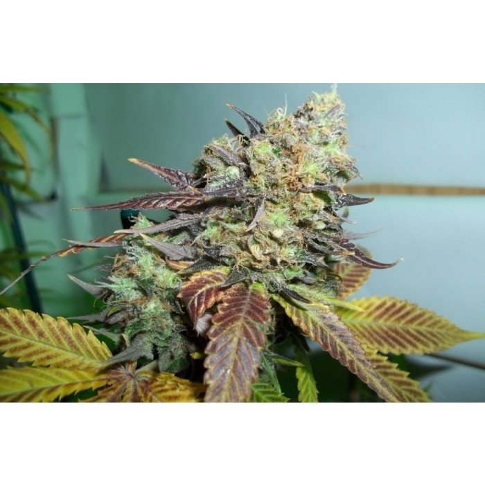 paradise_seeds_lucid-bolt-3.jpg