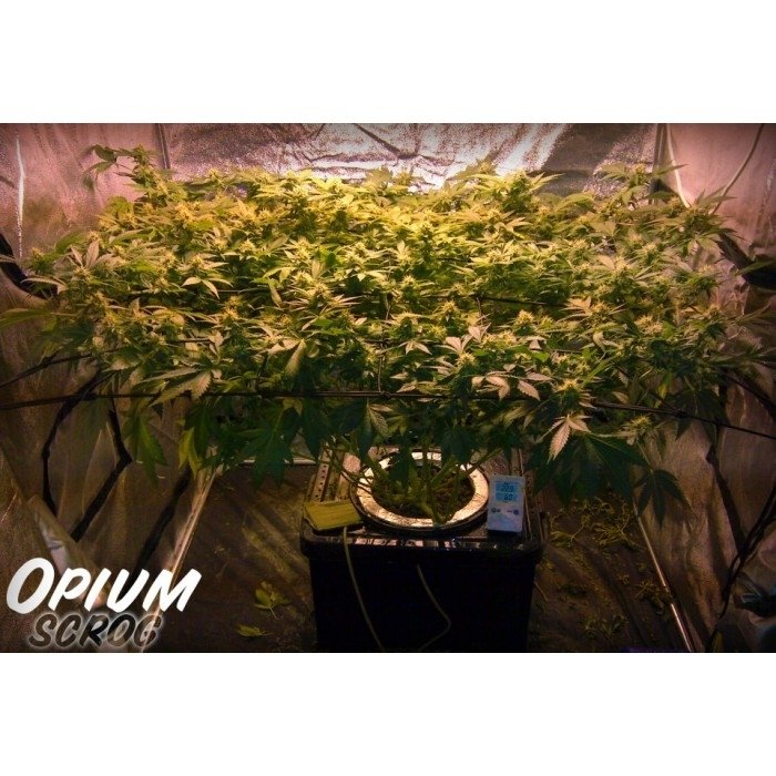 opium5.jpg