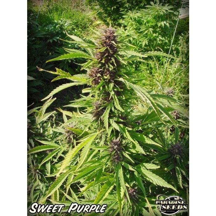 paradise_seeds_sweet-purple-5.jpg