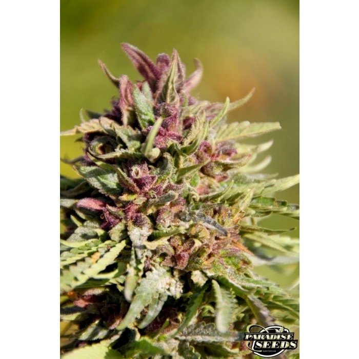 paradise_seeds_sweet-purple-3.jpg