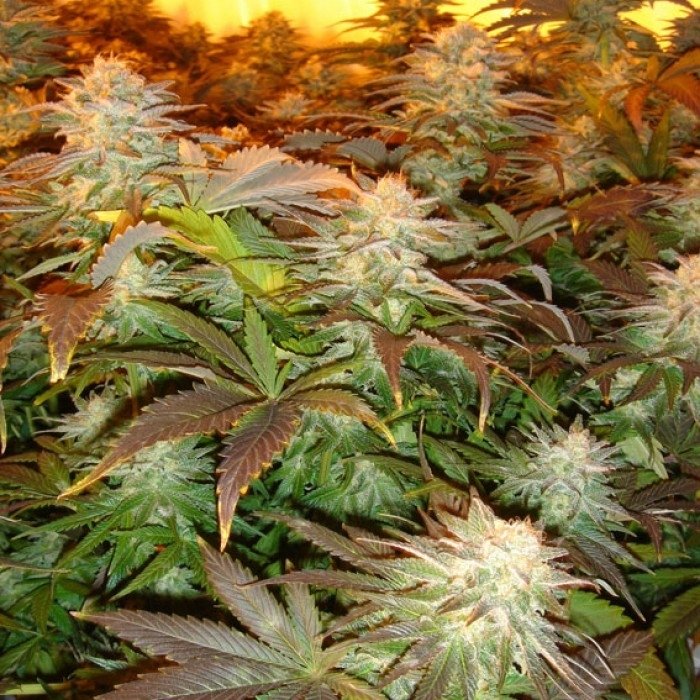 opium3.jpg