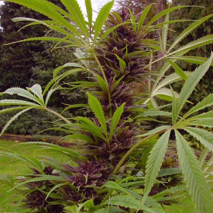 sweet-purple-outdoors.jpg