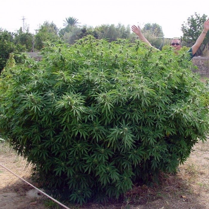 opium4.jpg