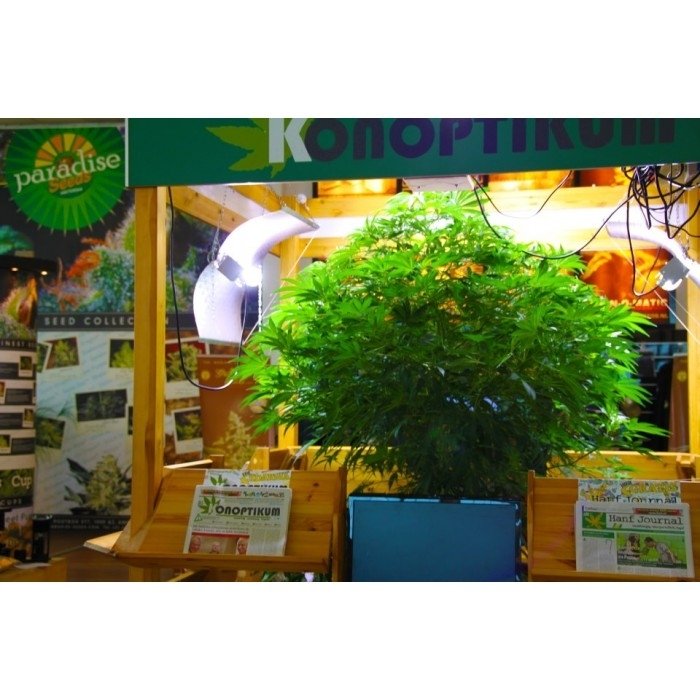 paradise_seeds_wappa-3.jpg