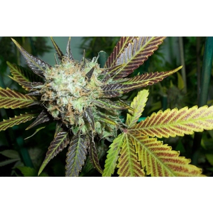 paradise_seeds_lucid-bolt-2.jpg