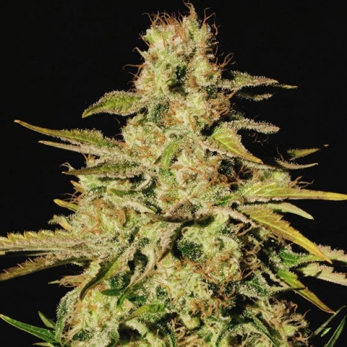 jacky-white-2_1.jpg