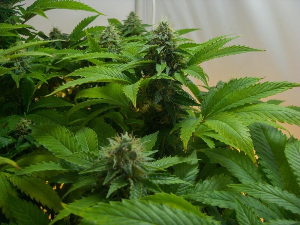 post-17704-0-65944200-1445244170_thumb.jpg