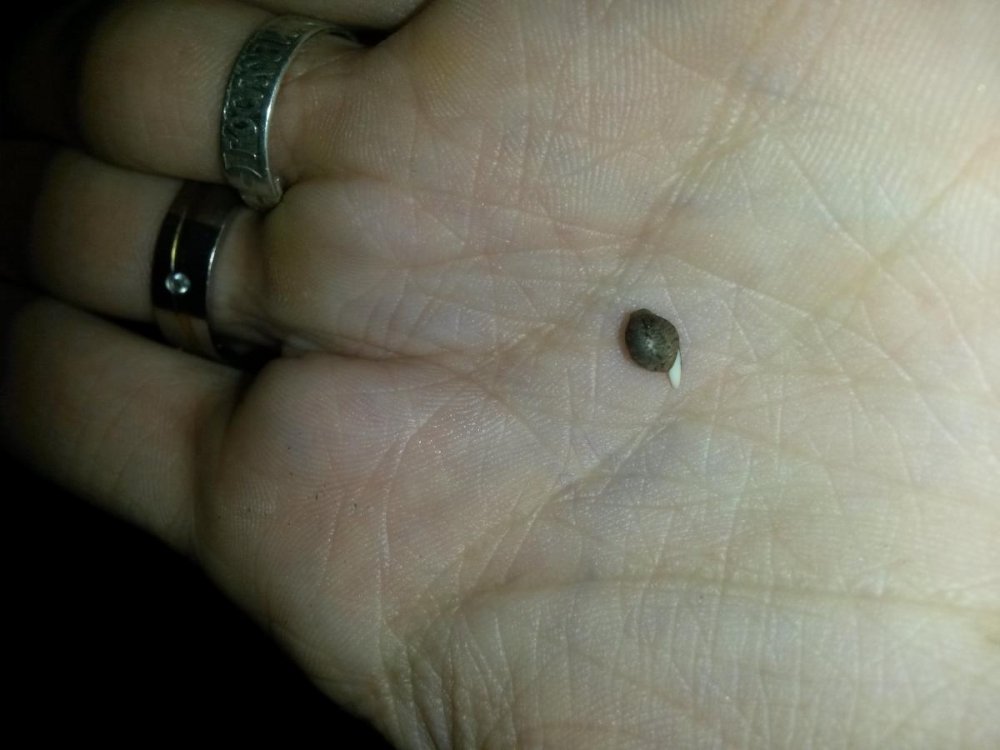 post-20032-0-28843800-1445625259_thumb.jpg