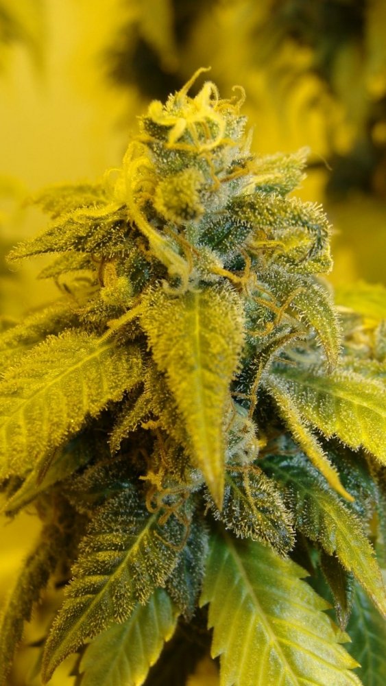 post-26621-0-05272400-1445357330_thumb.jpg