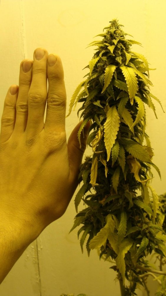 post-26621-0-28158800-1445357296_thumb.jpg