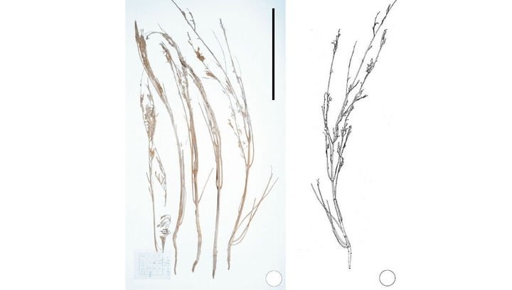 cannabis.jpg