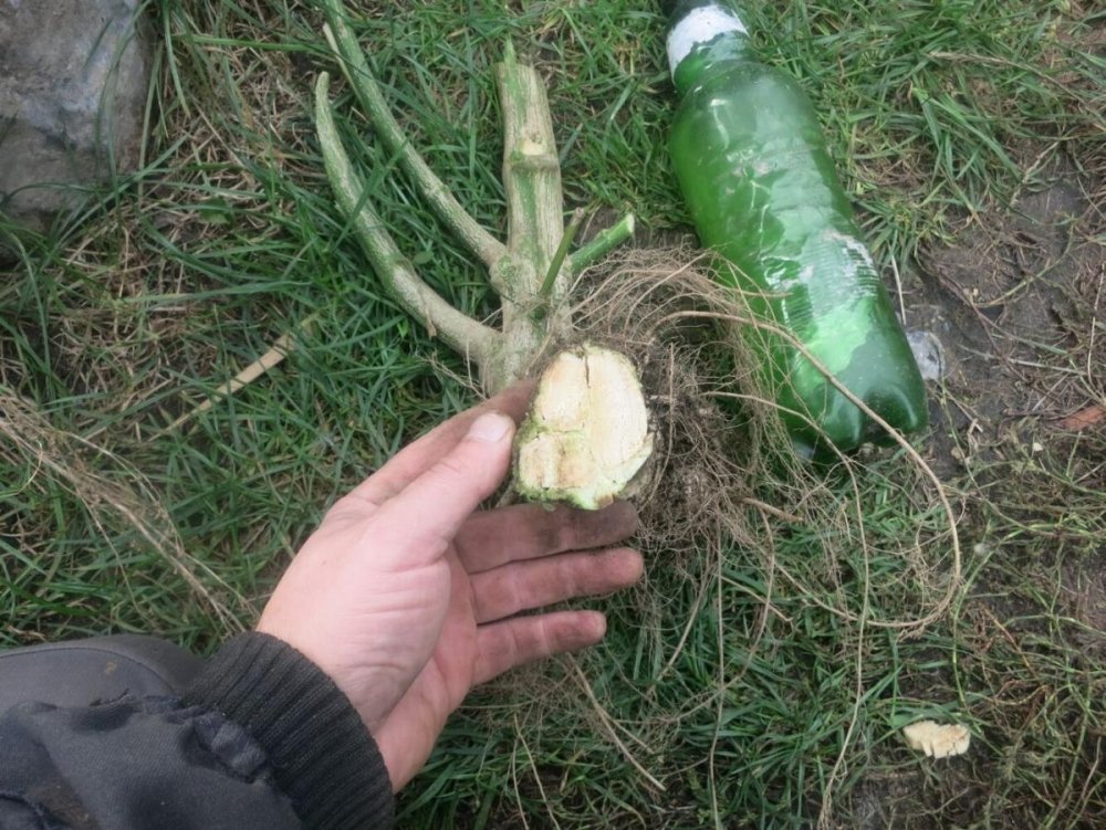 post-33380-0-29998200-1476689289_thumb.jpg