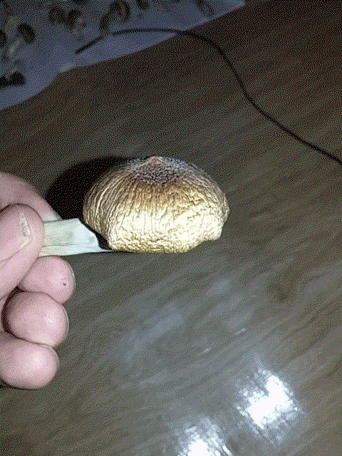 post-35078-0-62037800-1475418795_thumb.gif