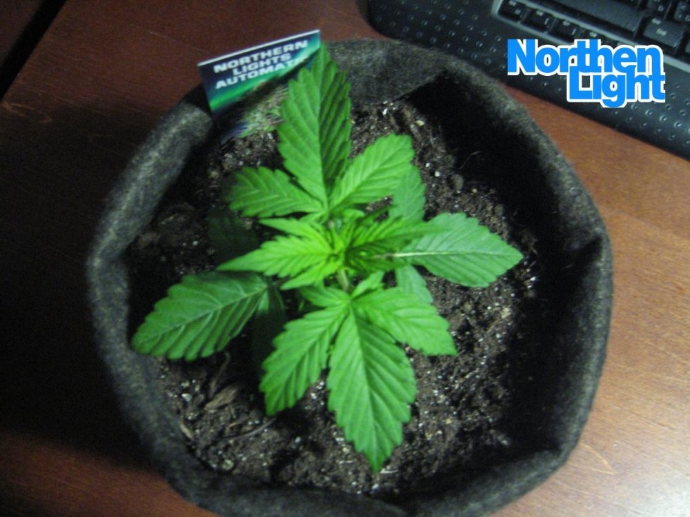 post-37387-0-63068700-1477249348_thumb.jpg