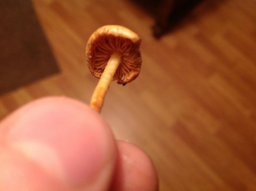 post-37816-0-49873300-1475851821_thumb.jpg
