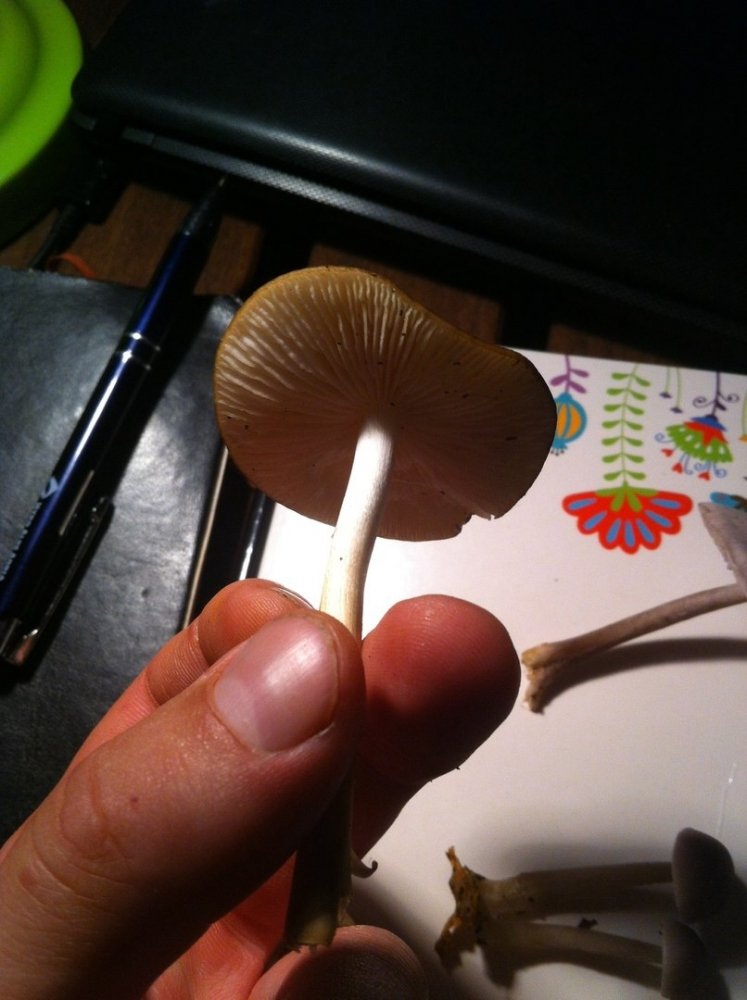 post-37877-0-23956200-1475942016_thumb.jpg