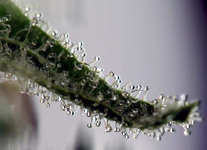 trichomes.jpg