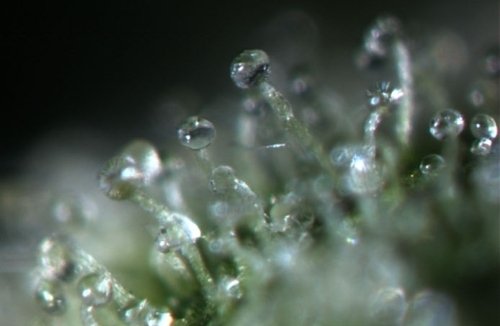 trichomes2.jpg