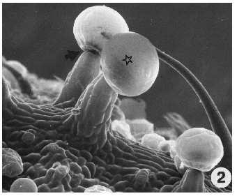 trichomes3.jpg