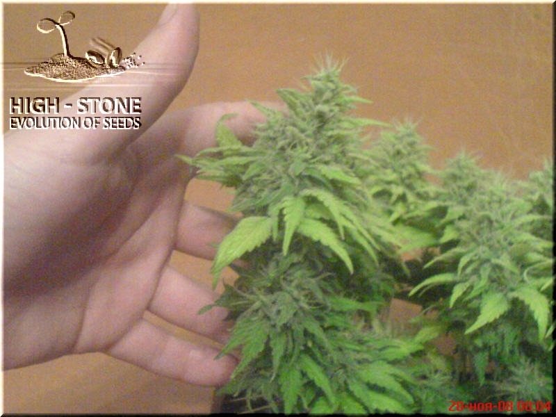 post-248-1227111762_thumb.jpg