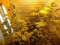 post-3668-1322560874,1487_thumb.jpg