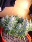 post-4210-1321204206,2772_thumb.jpg