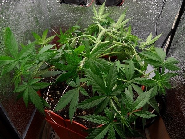 post-10979-0-21710400-1353988071_thumb.jpg