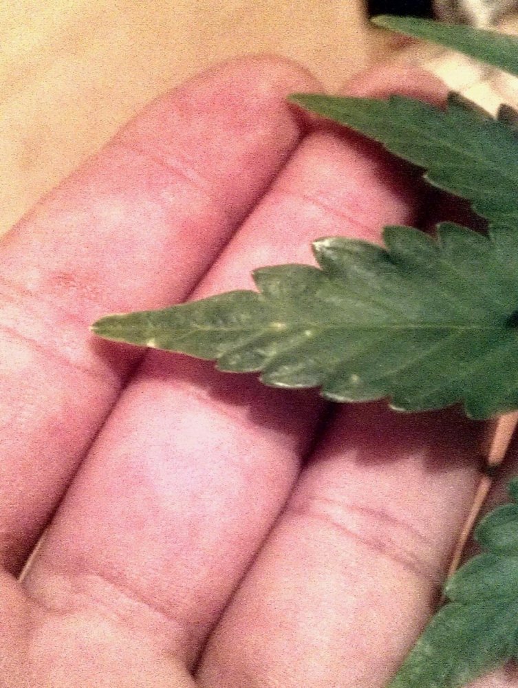 post-12824-0-20269500-1354292909_thumb.jpg