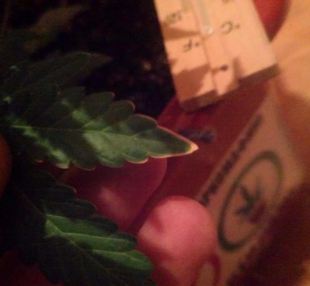 post-12824-0-21528000-1354292455_thumb.jpg